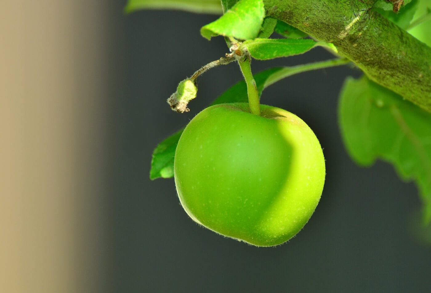Sensacional campaña de Verde Doncella en Frutas Villalengua